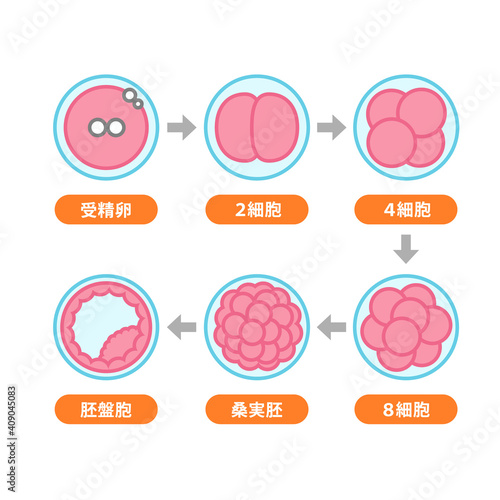受精卵〜胚盤胞の成長過程のイラスト