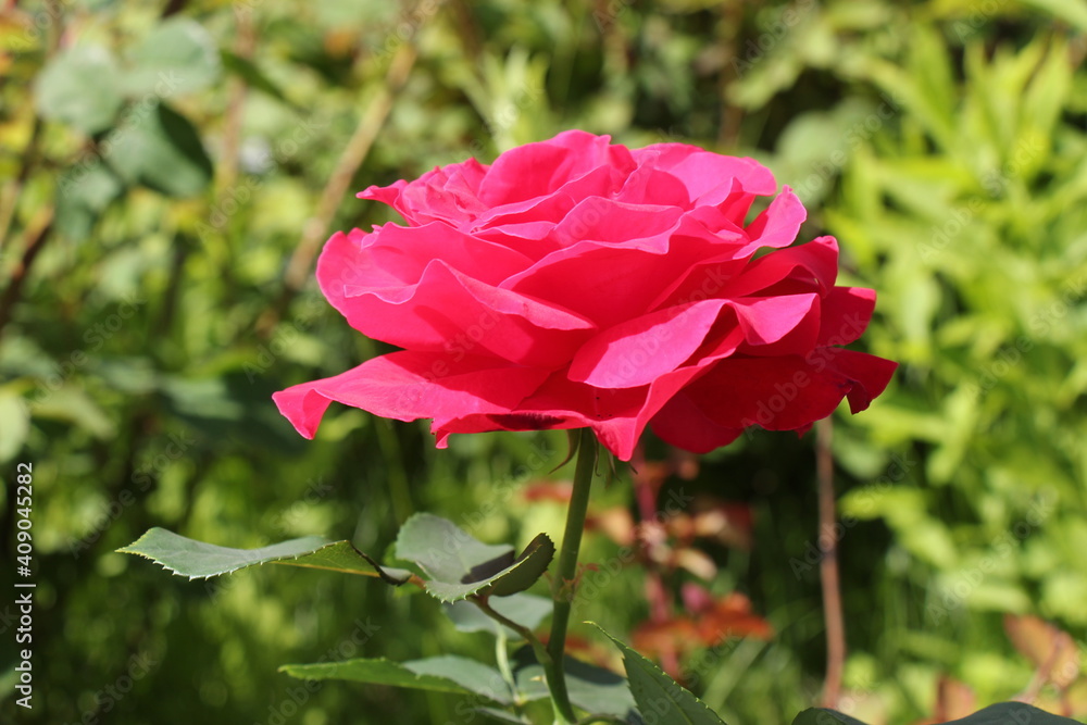 Obraz premium pink rose in the garden