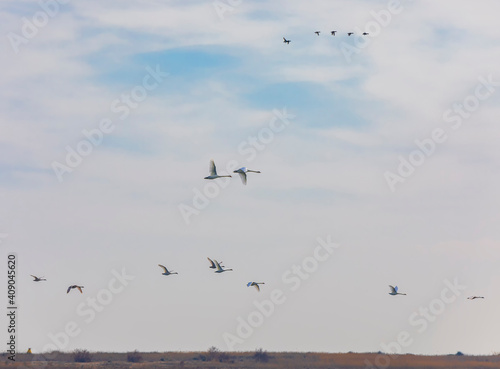 A flock of swans and ducks flying against the background of the sky with clouds