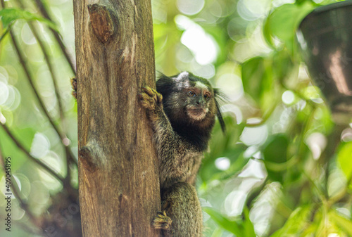 little monkey on the tree