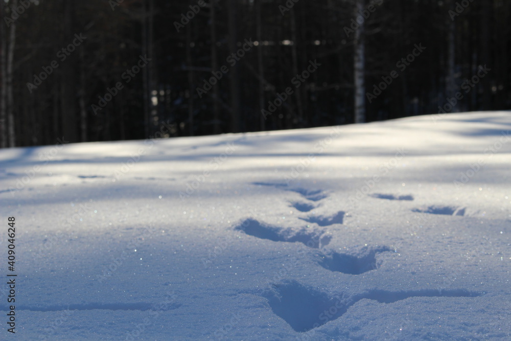 tracks in the snow