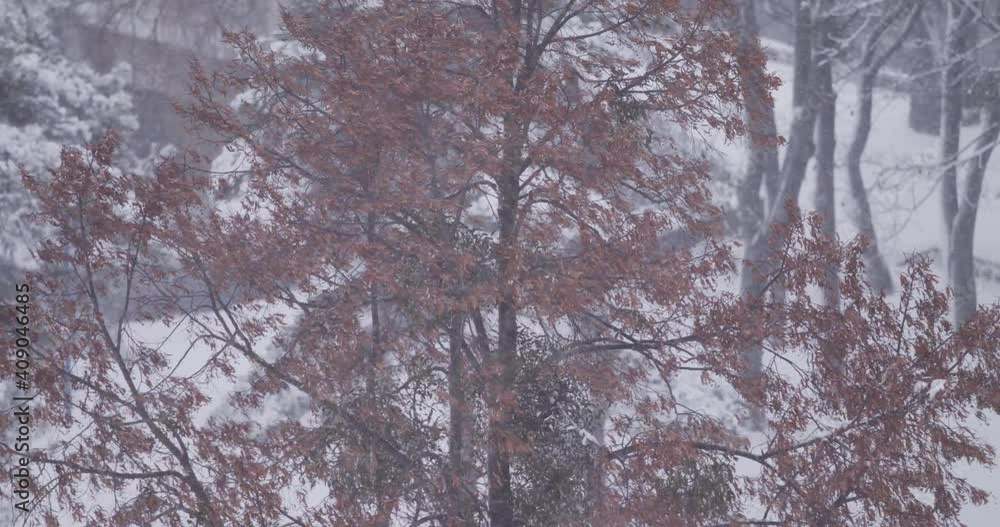 A blizzard in a city park shakes the trees in winter, a strong wind A blizzard in a city park shakes the trees in winter, a strong wind