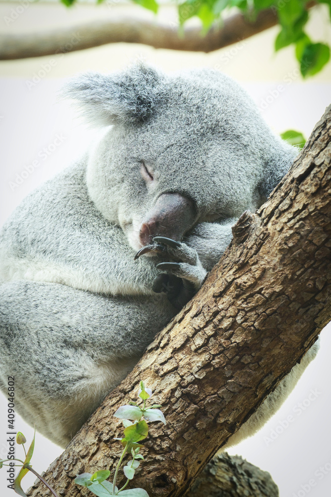 Obraz premium Cute Koala bear embracing tree and falling asleep