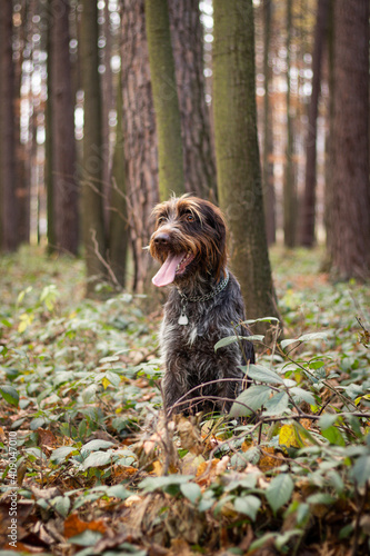 Smiling and satisfied bitch Bohemian Wire-haired Pointing Griffon sitting in the middle of forest in bushes and watching what is happening in forest. The concept of devotion and freedom of animal