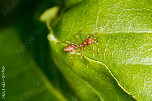 Close up red ant on green leaf in nature