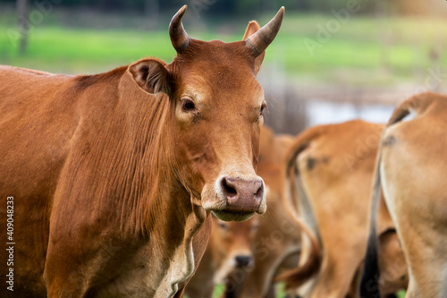 cow in the field