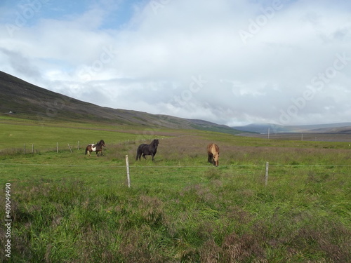 horses in the endless expanse of the bardardalur valley in the highlands of iceland photo
