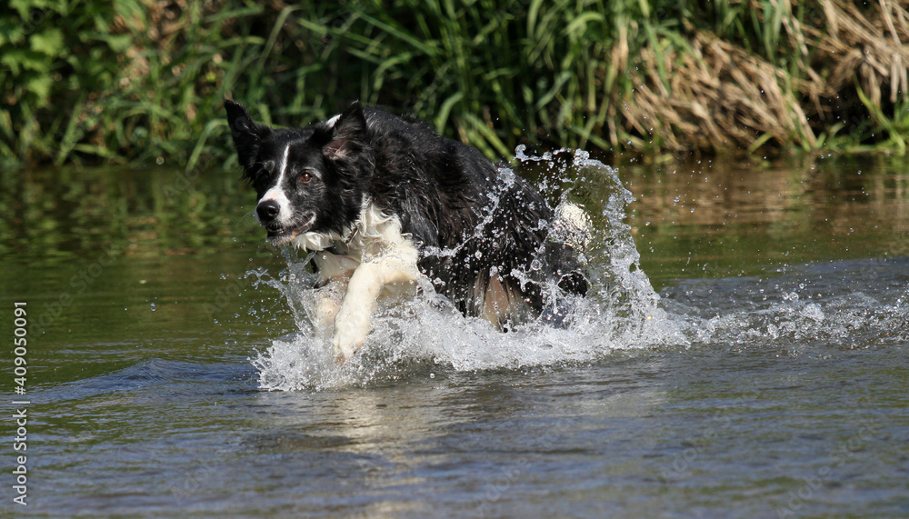 Border Collie in the river
