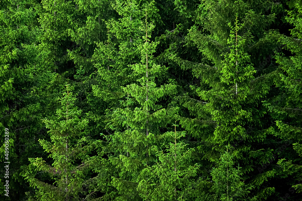 A forest with green Norwegian wood taken from the side. It's a wall of trees.