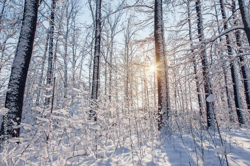 Sunset in winter pine forest with snow on trees and floor in sunny day