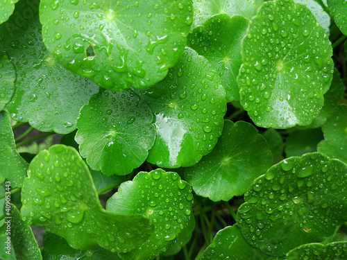 water drops on Hydrocotyle verticillata or whorled pennywort or whorled marshpennywort or shield pennywort leaf in rainy season photo