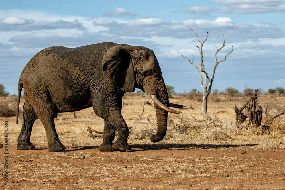 Fototapeta premium elephant bull walking in Kruger National Park in South Africa