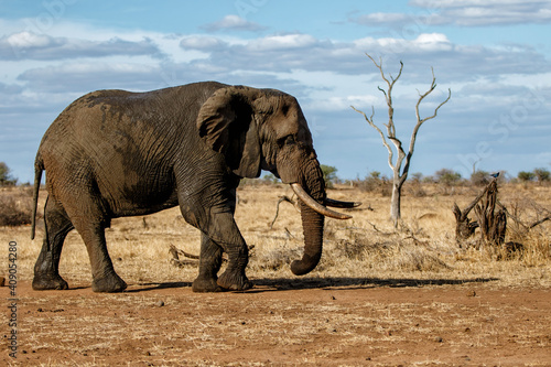 elephant bull walking in Kruger National Park in South Africa