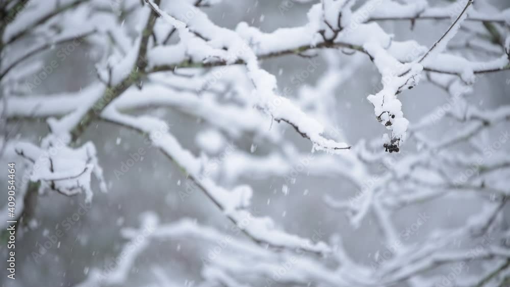 Snow covered rowan tree branches in snowfall, shallow depth of field, bokeh background. Snow covered rowan tree branches in snowfall, shallow depth of field, bokeh background.
