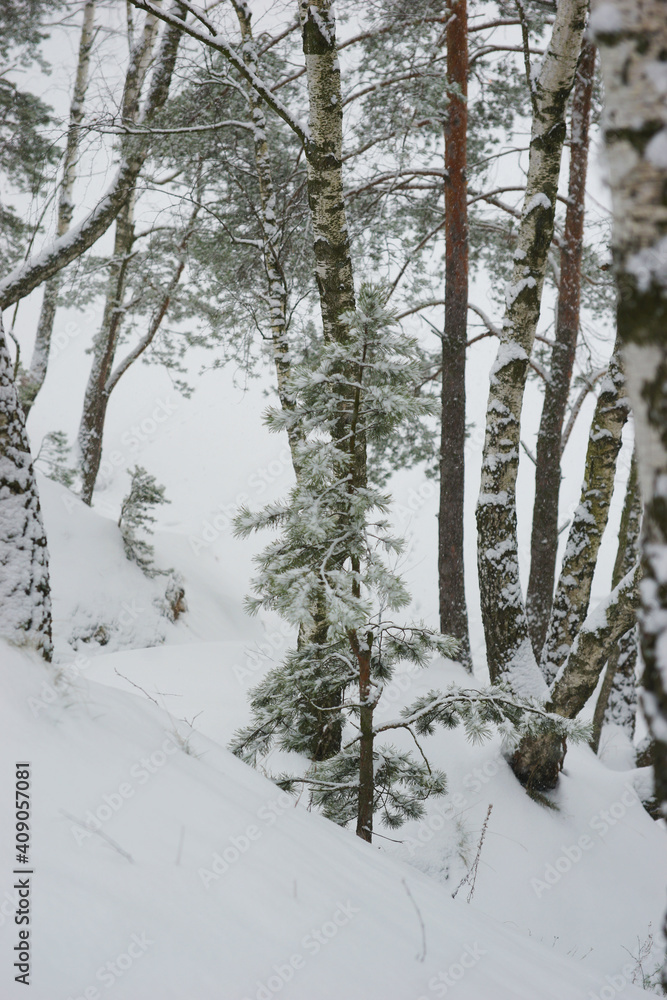 Fototapeta premium Coniferous forest in winter during snowfall