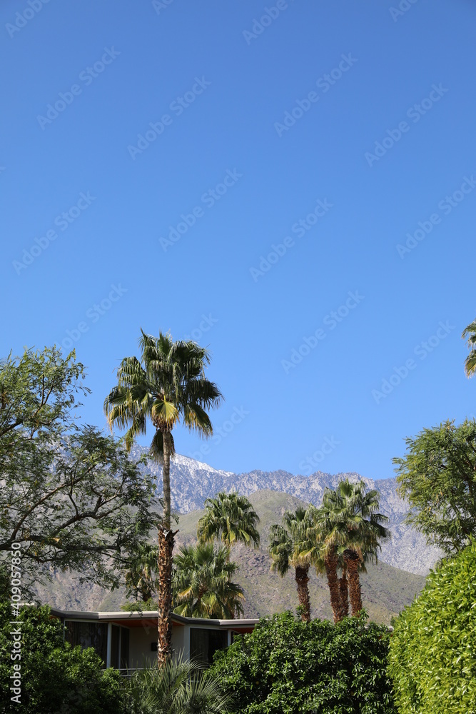 Palm trees with a perfect blue sky no clouds during a vacation in Palm Springs, California with desert mountain landscape