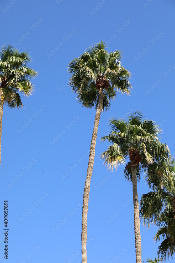 Tall palm trees with a perfectly blue sky