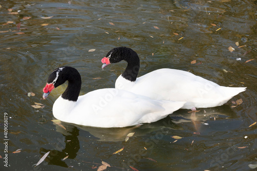 Pair of black necked  swans in the autumn lake photo