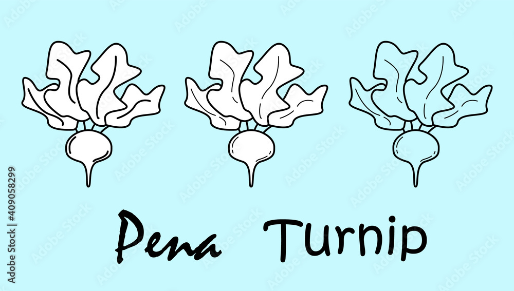 Fototapeta premium Turnip. A set of three objects with the inscription 