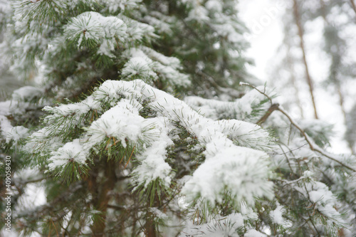 Coniferous forest in winter during snowfall