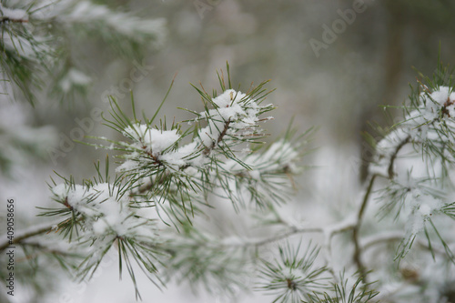 Coniferous forest in winter during snowfall