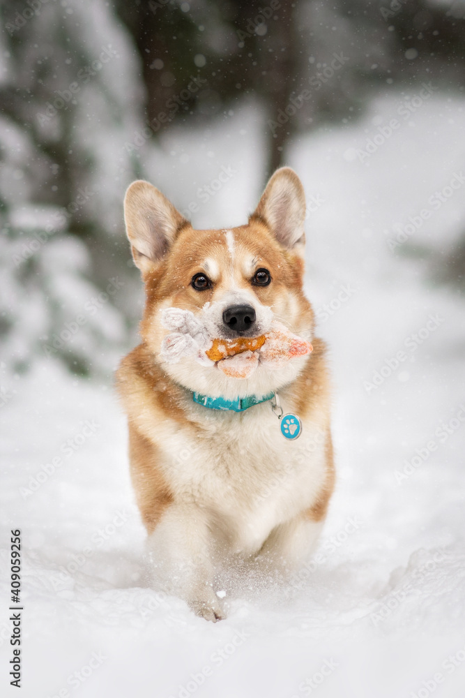 dog in snow dog in snow