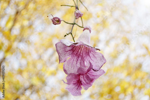 flowers in the garden