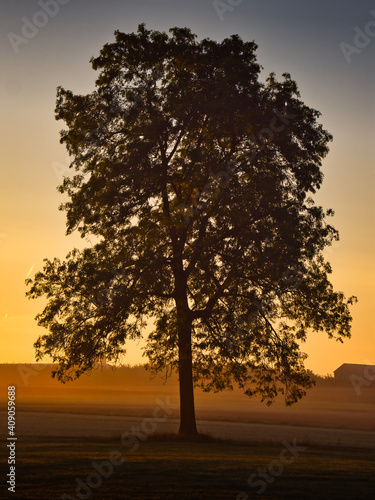 ein Baum im morgentlichen Streiflicht mit leichtem Bodennebel