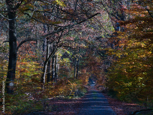 Waldalle in herbstlicher Stimmung