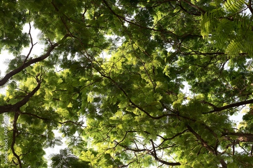 Leaves on the bench tree.