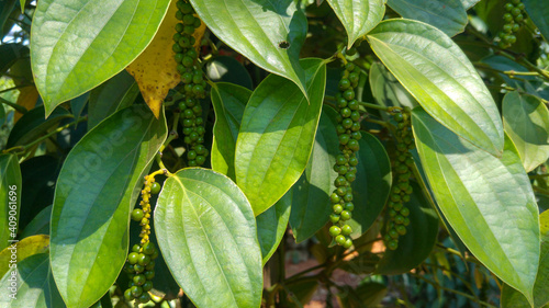 Pepper plantation  Cambodia