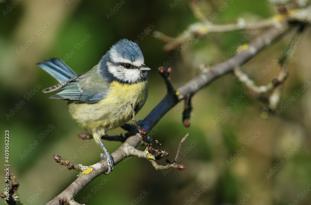 A Blue Tit, Cyanistes caeruleus, perched on a branch of a tree. A Blue Tit, Cyanistes caeruleus, perched on a branch of a tree.