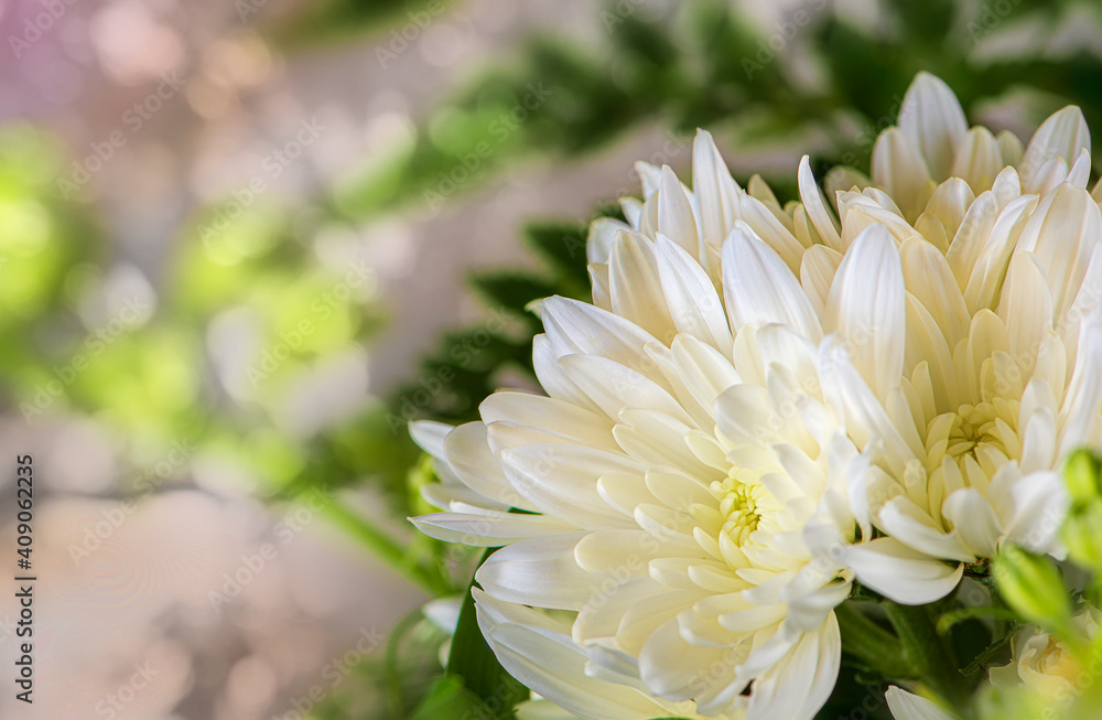 Springtime Chrysanthemum Flowers and Colors Springtime Chrysanthemum Flowers and Colors