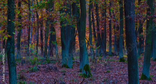 Herbstwald in leuchtenden bunten Farben