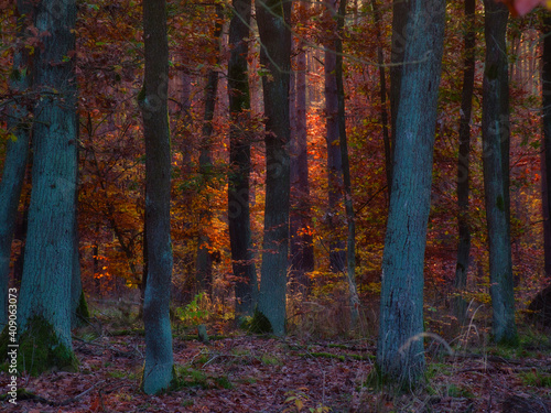 Herbstwald in leuchtenden bunten Farben