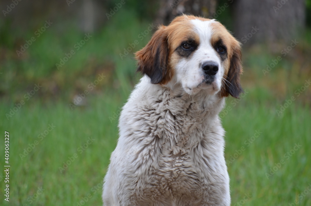 Close-up view of an un groomed and furry dog. A brown and white dog. The background is blurred.