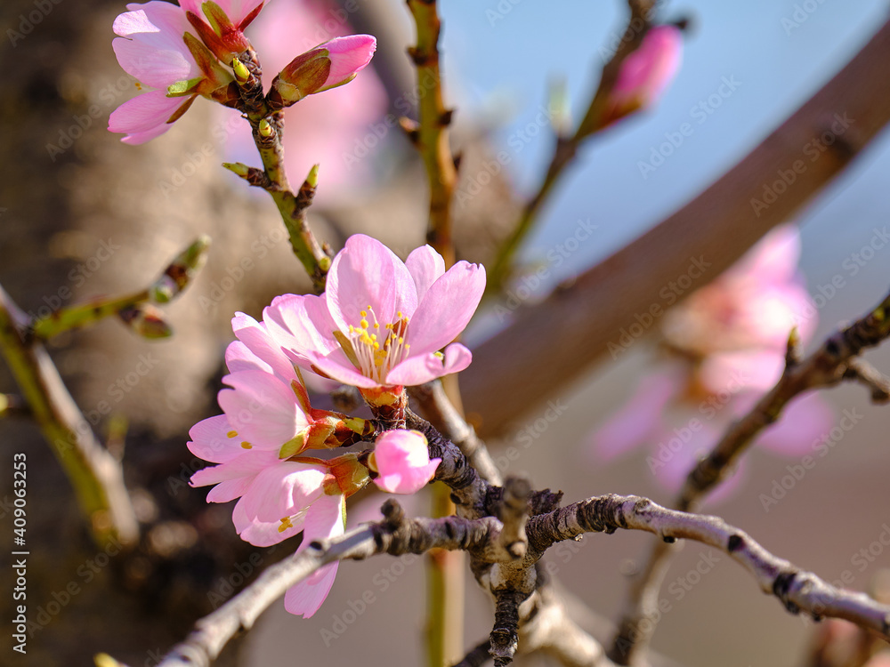 Almond branch with blooming flowers. Springtime on almond trees