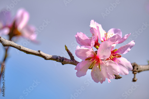 Almond branch with blooming flowers. Springtime on almond trees