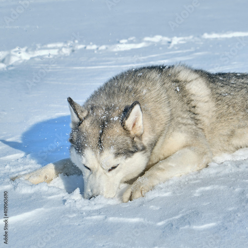 Siberian Husky lies in the snow on a bright sunny day.