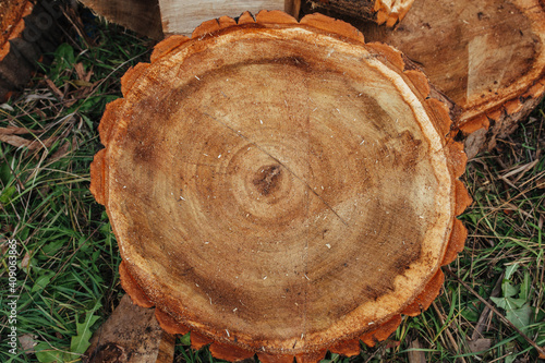 Photo cut tree stump
