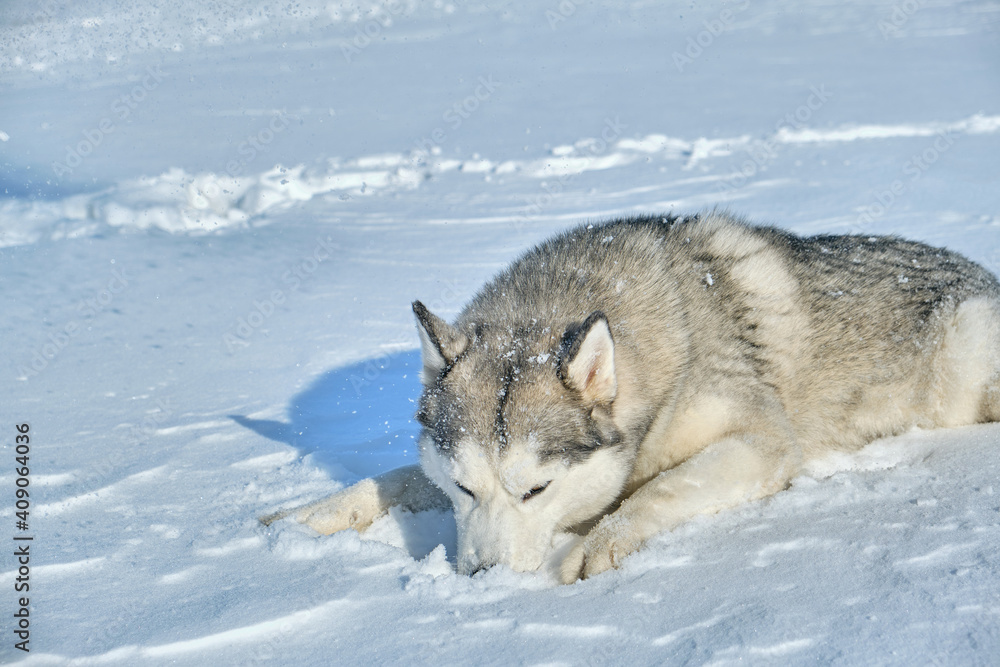 Naklejka premium Siberian Husky lies in the snow on a bright sunny day.