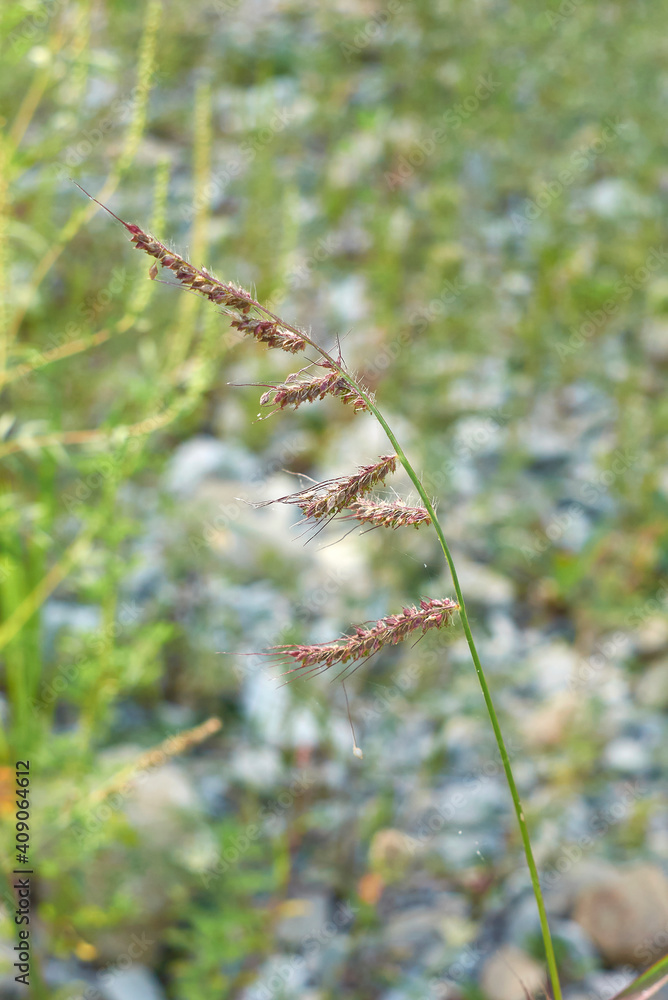 Echinochloa crus-galli 