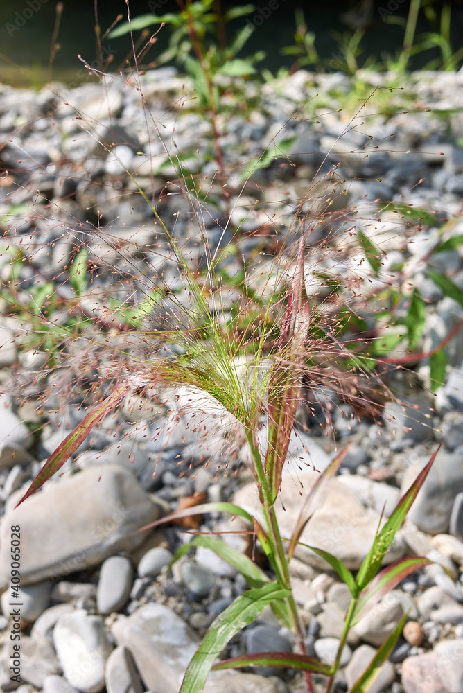 Panicum capillare Panicum capillare