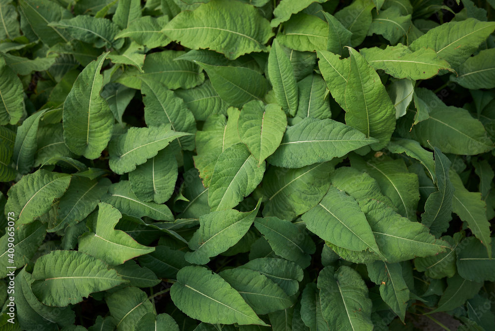 Persicaria amplexicaulis Persicaria amplexicaulis