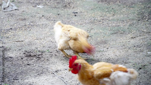 Chickens are eating paddy grain on the ground. Raising chickens of rural villagers.