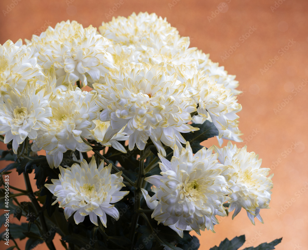 Bouquet of white chrysanths flowers on colored background.