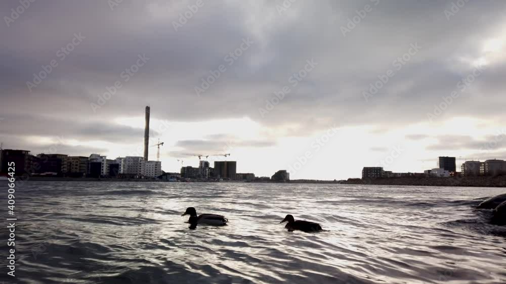4K, ducks swimming at dusk on a cloudy moody day. Backlit. Light shining through clouds and buildings in background.