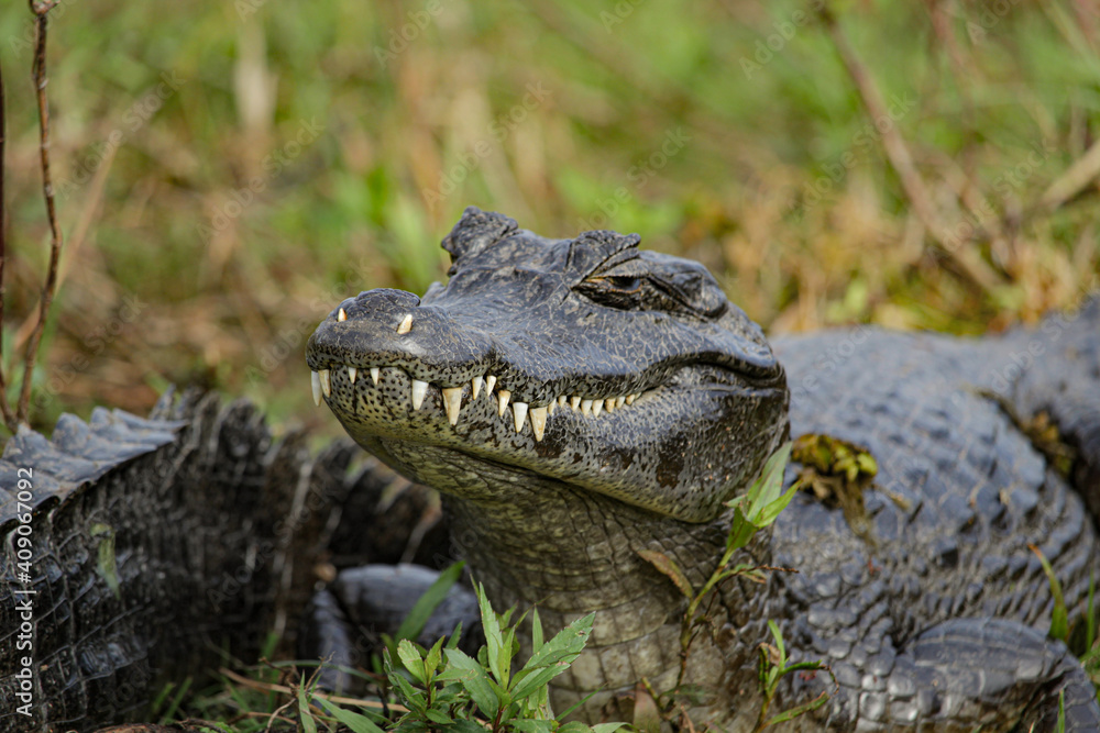 Obraz premium Alligator in a swamp 4