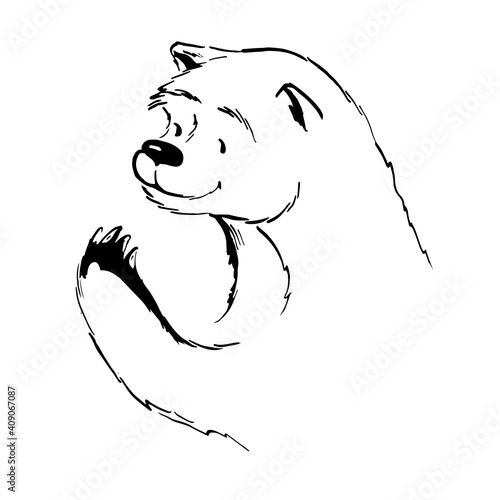 bear head and paw. vector onk sketch photo