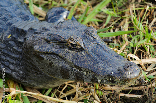 Alligator in a swamp 3